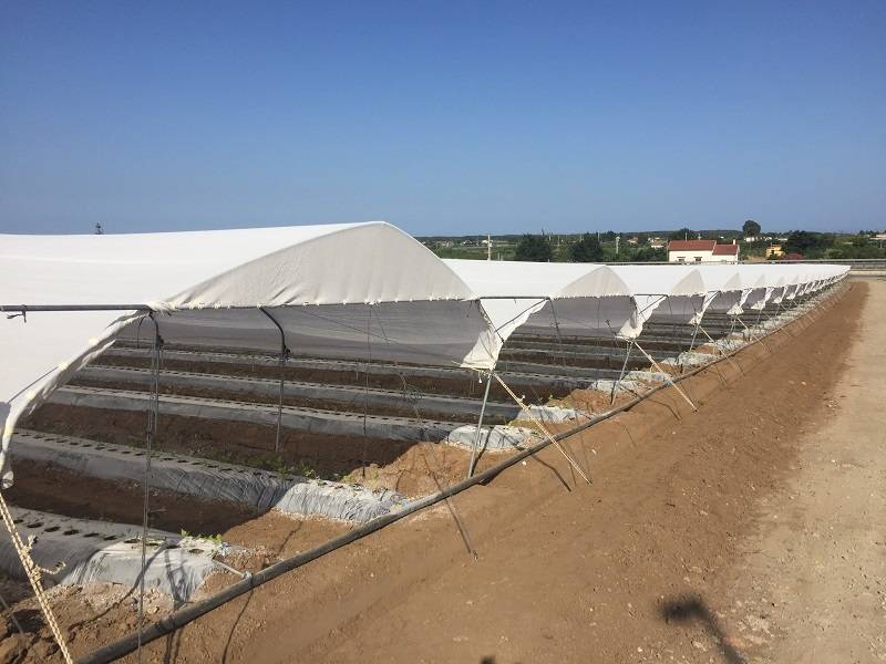 ROBUXTA WHITE_Policoro_Italy_Raspberry_|Robuxta-Arrigoni